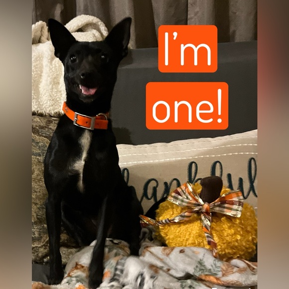 Meet your Posher, Leah - Picture 3 of 14